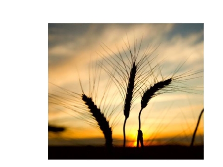 Verifica delle retribuzioni delle aziende agricole: nuova pro...