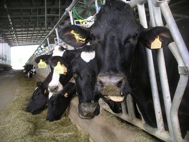 Allevamento di suini e bovini. Emissioni odorese intollerabil...