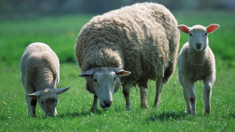 Prelazione agraria. Prima di agire, azionando il diritto alla...