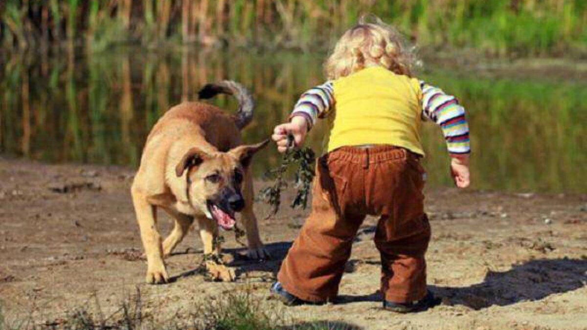 Bambino non sorvegliato dai genitori infastidisce un cane e v...