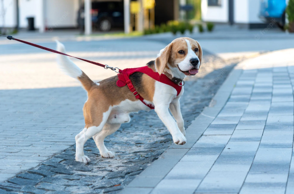 Il proprietario di un cane è direttamente responsabile in qua...