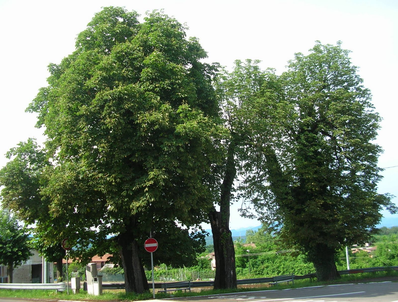 Il diritto alla recisione dei rami ex art. 896 Cc è autonomo ...