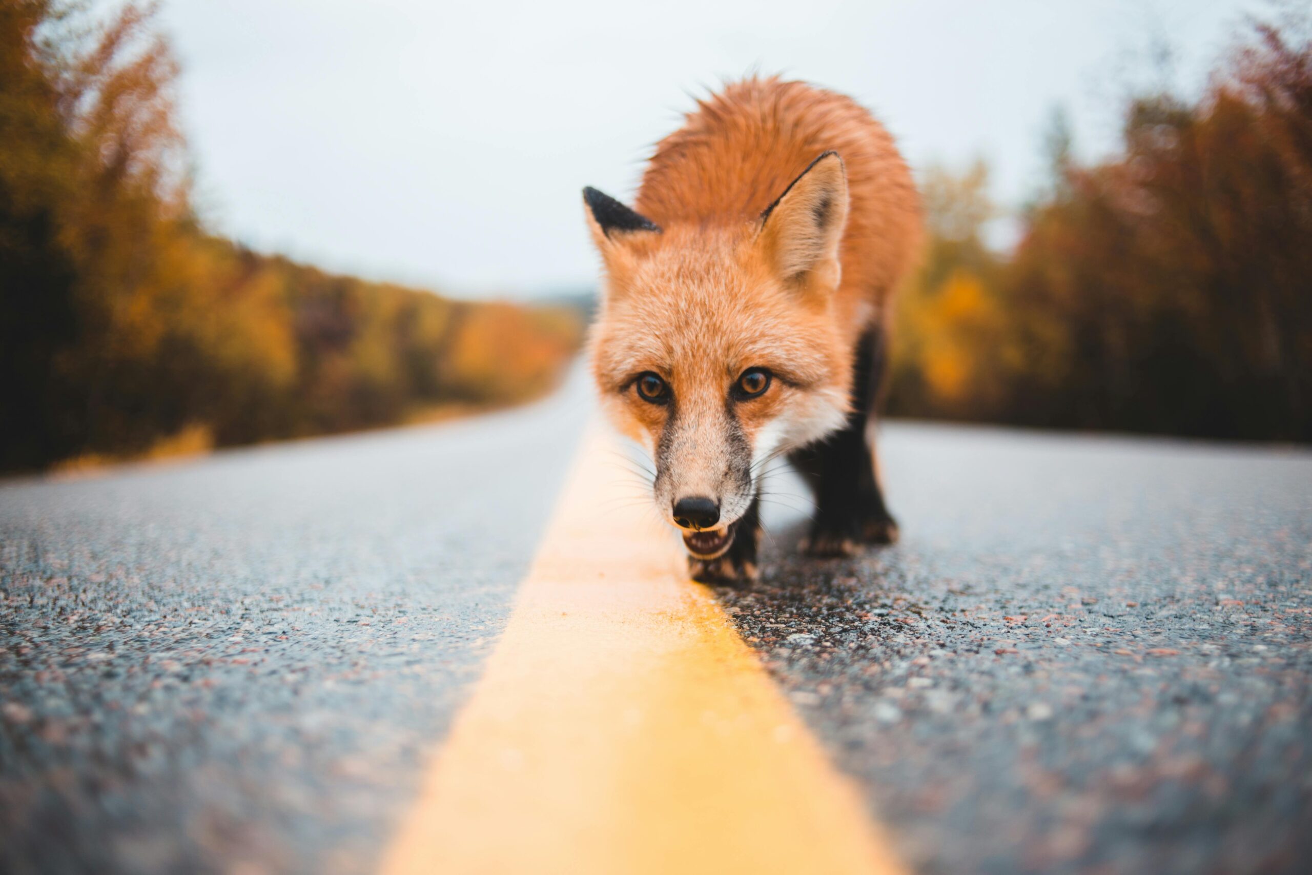 La responsabilità per danni cagionati da animali ai sensi del...