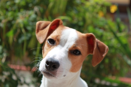 CANE AGGRESSIVO: DELLE LESIONI SUBITE NE RISPONDE ANCHE IL SE...