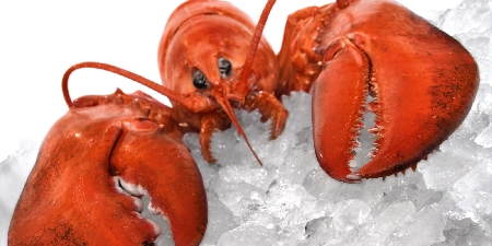 Ristoratore condannato: teneva crostacei vivi nella cella fri...