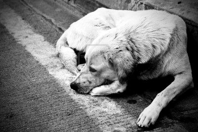 Una vettura travolge un cane randagio. I danni all'autovettur...