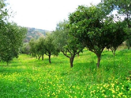 Rivalutazione terreni – Presenza pluralità comproprietari – V...