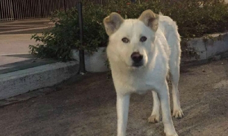 Sangineto. L'uccisione del cane Angelo. Plauso al magistrato ...
