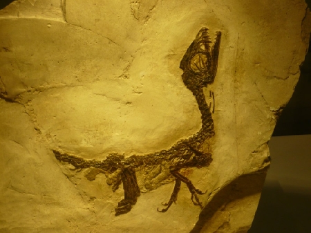 Fossili minerali. Quando si considerano beni culturali appart...