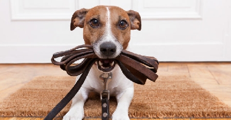 Il cane è aggressivo. Quale responsabilità ha il proprietario...