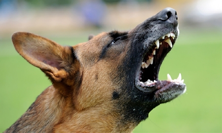 Ericino condannato: non ha impedito al proprio cane di abbaia...