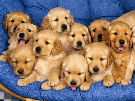 I Nas trovano 29 cani presso la proprietà del ricorrente, ma ...