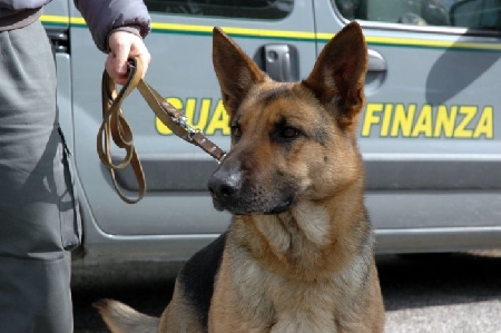 Guardia di Finanza: domanda di trasferimento alla costituenda...
