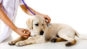 Professore della facoltà di Veterinaria. Atti sessuali in dan...