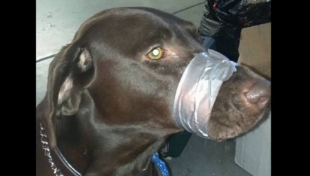 La detenzione di un cane con il muso legato con una fascetta ...