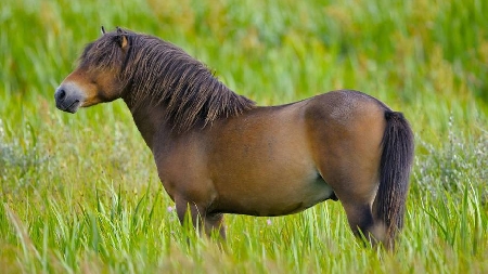 Il pony è un animale da compagnia?