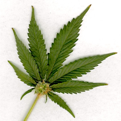 E' legittimo il sequestro della cannabis “light” venduta in t...