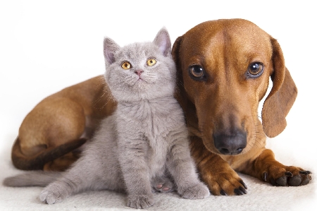 Spettacolare decreto del Tribunale di Sciacca:  il gatto al m...
