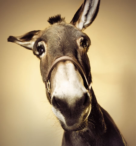 Risponde per il reato di abbandono di animali ex art. 727, 2 ...
