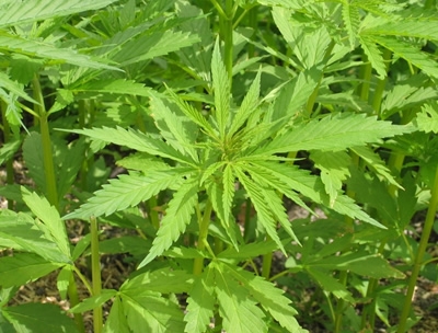 La commercializzazione della cannabis light è da considerarsi...