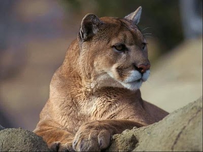 Un campeggiatore porta con se il proprio puma. Il tribunale d...