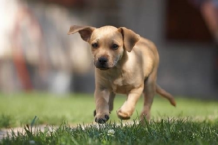 Animali abbandonati: responsabilità della P.A.