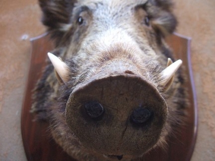 Danni causati da un cinghiale (specie protetta rientrante nel...