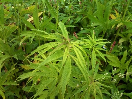 Quali sono le condizioni di liceità dell’uso terapeutico di s...