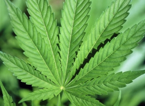 Il commercio o anche solo la messa in vendita di cannabis lig...