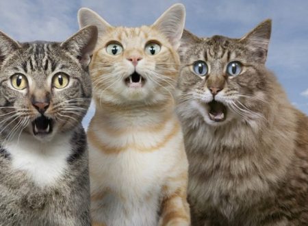 Locazione e divieto di tenere animali in casa. I conduttori c...