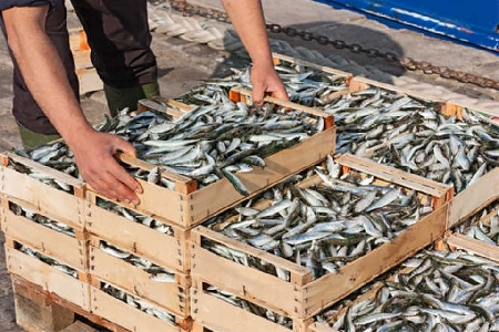 Trapani. Venditore di pesce al dettaglio condannato dal Tribu...
