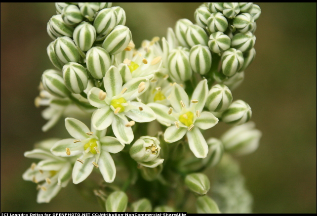 Fauna e flora - Conservazione degli habitat naturali e semina...