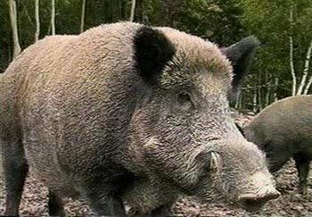 Danni cagionati dalla fauna selvatica - Indennizzo previsto d...