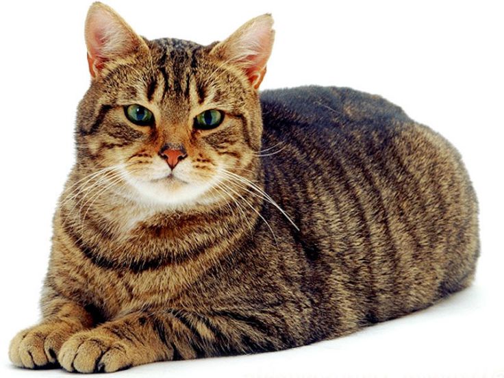 Gli offendicula possono essere utilizzati contro gli animali?...