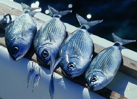 D.lgs. n. 4/2012. Pesca e acquacoltura. Misure per il riasset...