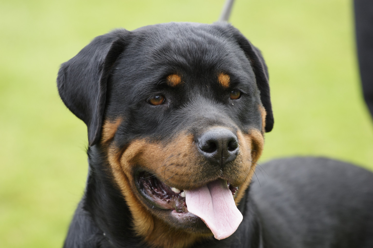 Si presenta con un rottweiler e chiede 20 euro al negoziante:...