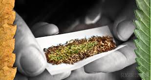 Cessioni di cannabis.   Condanna più grave per lo spacciatore...