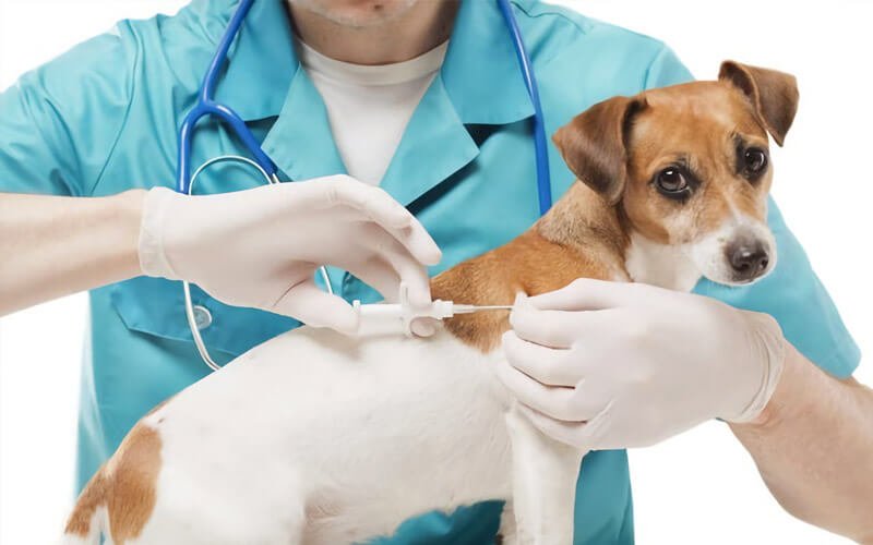 La sostituzione di un microchip assegnato ad un animale sottr...