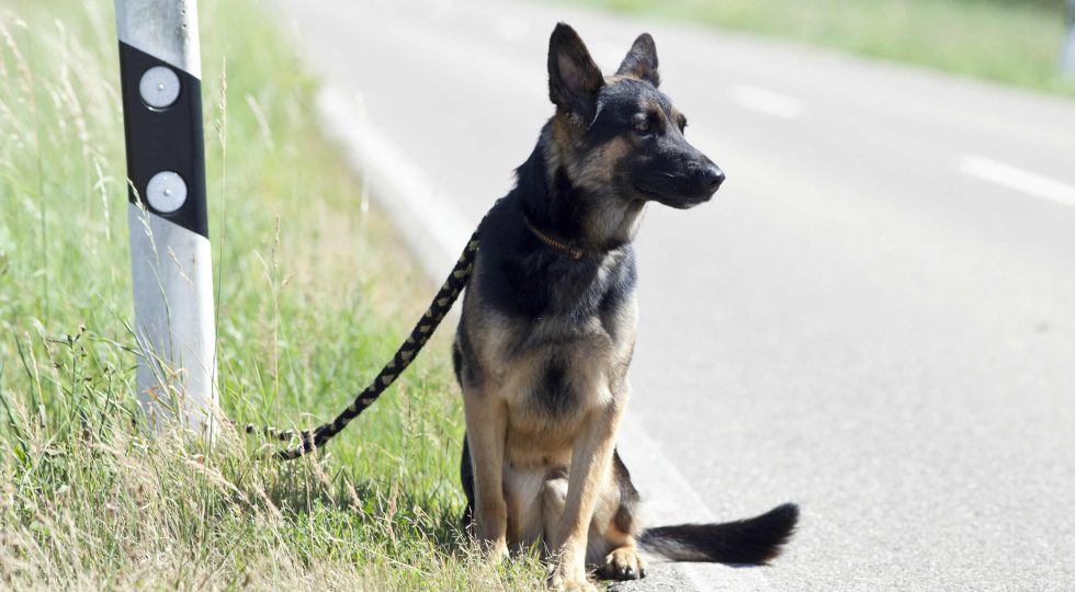 Partito Animalista Europeo: alcuni post invitano i lettori a ...