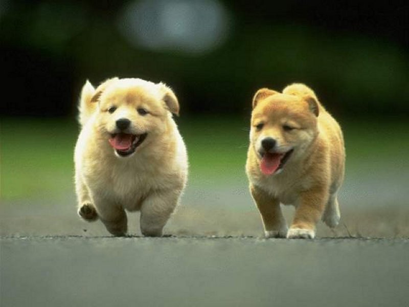 Illegittimo il divieto assoluto di introdurre cani nei centri...
