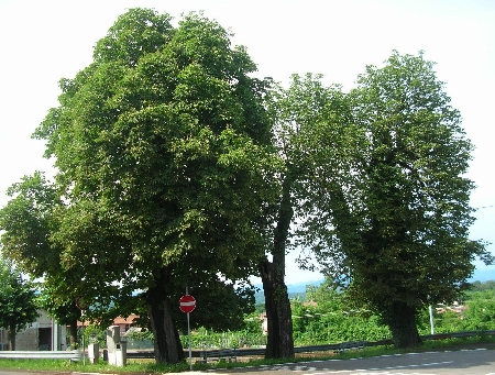 Le distanze legali degli alberi dal confine non si applicano ...