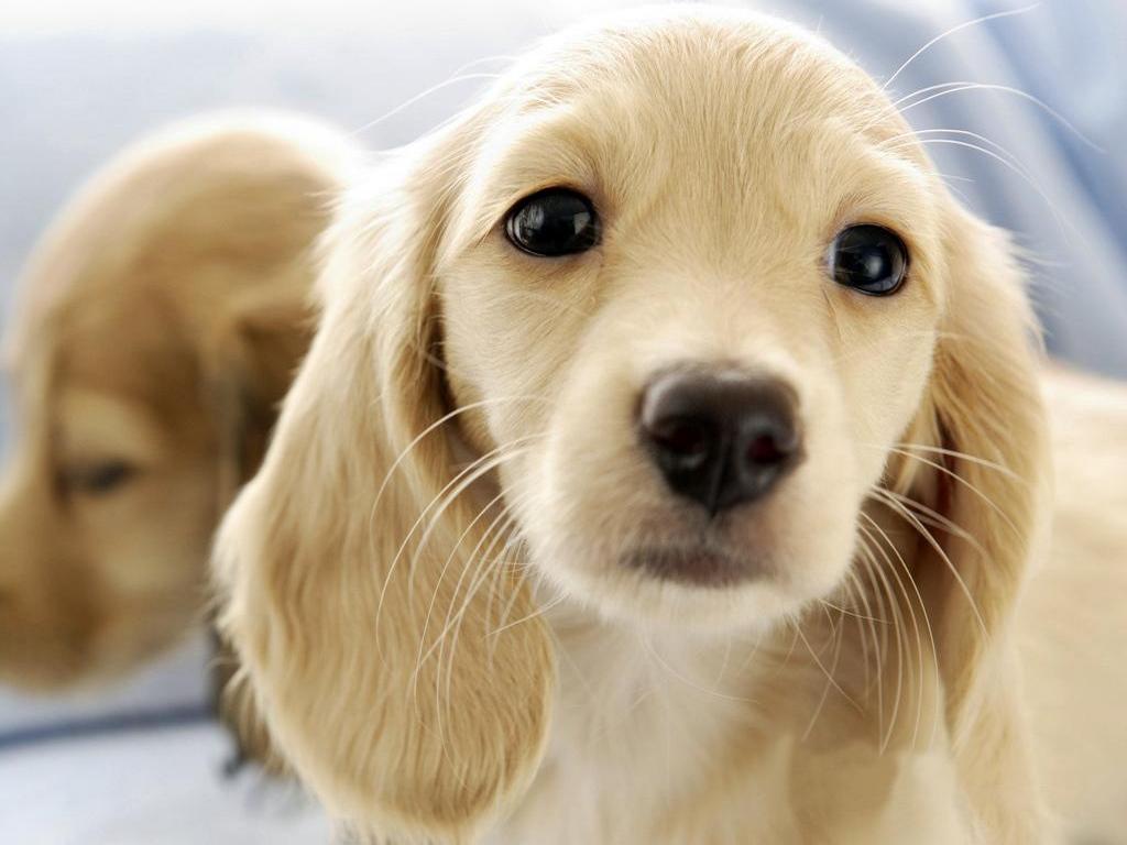 Lasciare alcuni cuccioli di cane dinanzi ad un canile è abban...