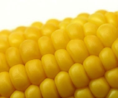 Azienda di Pordenone usa semi di mais geneticamente modificat...