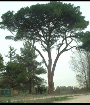 Le radici di un pino creano danni al muro del vicino. Il comp...