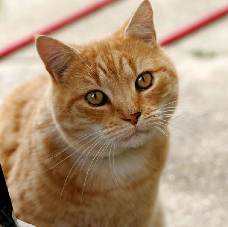Chi investe un cane o un gatto ha l'obbligo di prestare socco...
