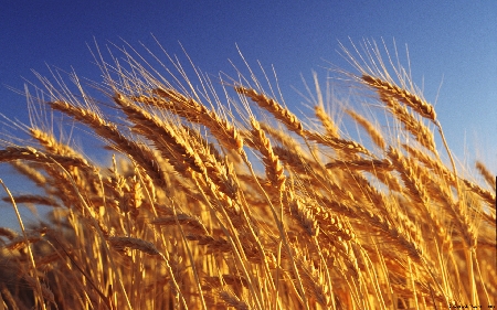 Controversia agraria. Ricorrenti residenti a Londra rilascian...