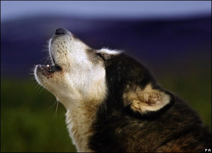 Il cane abbaia e disturba. I vicini fanno causa al proprietar...