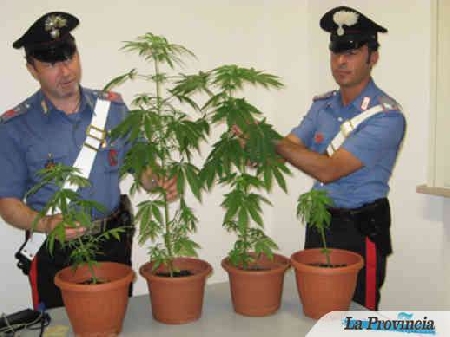 Non si può detenere la canapa indiana a casa anche se la pian...