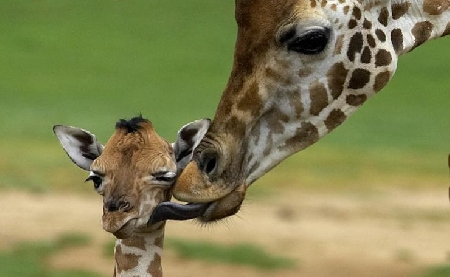Contrabbando di animali protetti: il reato è prescritto, ma l...