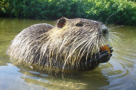 Caccia alle nutrie: per il Tar Lombardia il ricorso notificat...